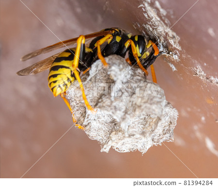 The wasp queen builds a nest on a stem under the roof of the house The wasp queen builds a nest on a stem under the roof of the house 81394284