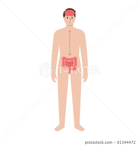Gut brain connection 81394472