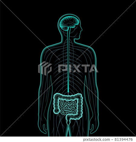 Gut Brain 3D Gut Brain 3D 81394476