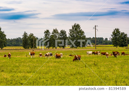 Rural landscape with grazing cows in a meadow 81394589