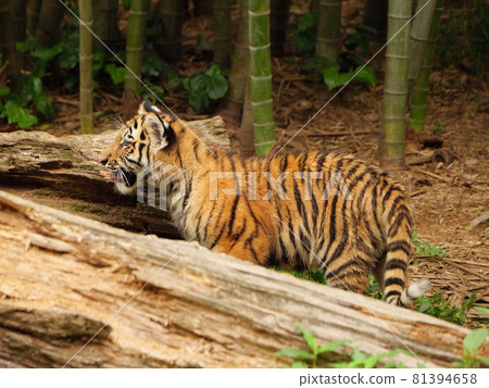 Fallen tree and child of Amur tiger Fallen tree and child of Amur tiger 81394658