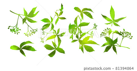 Set of green leaves. Parthenocissus inserta. Vector illustration 81394864