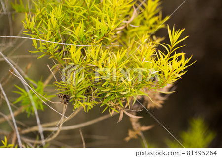 Close-up of Melaleuca linariifolia plant Close-up of Melaleuca linariifolia plant 81395264