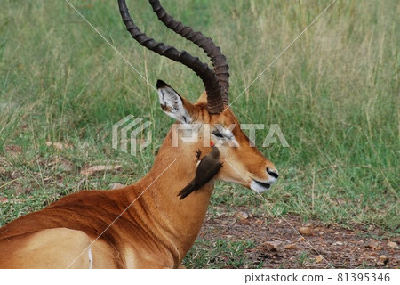 It's Topi, not a deer. 81395346