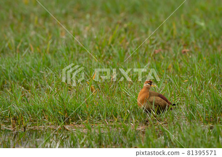 Bronze winged jacana or Metopidius indicus juvenile bird in winter morning water drops or dew on green grass at keoladeo national park or bharatpur bird sanctuary rajasthan india 81395571