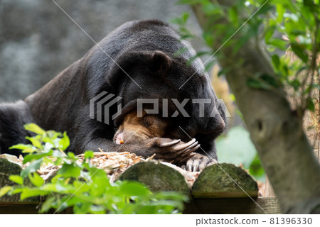 Black bear 81396330