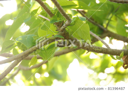 Iwaseki Zemi (Ishigaki Island / Okinawa Prefecture) 81396487