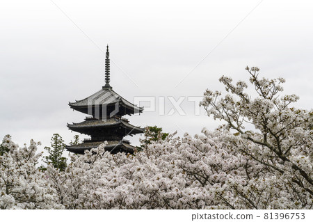 Ninna-ji Temple, the head temple of spring, a five-storied pagoda overlooking the Omuro cherry blossoms 81396753