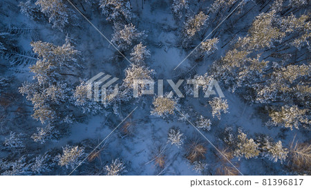 Top down view of winter forest on sunset Top down view of winter forest on sunset 81396817