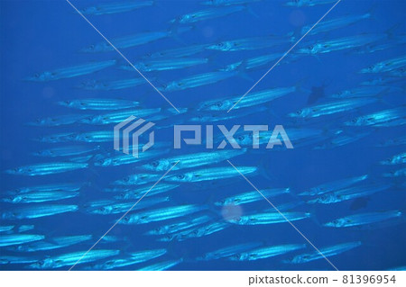 Omekamas herd Okinawa sea 81396954