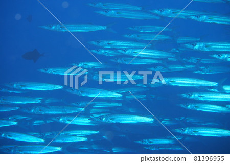 Omekamas herd Okinawa sea 81396955