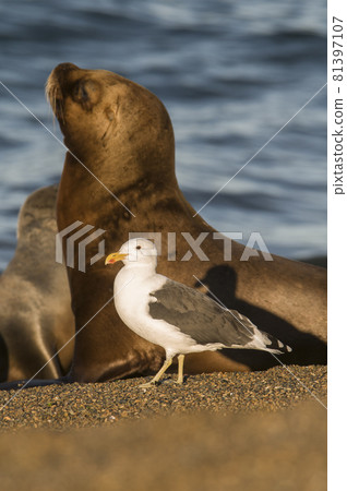 Sea Lion female , Patagonia Argentina 81397107