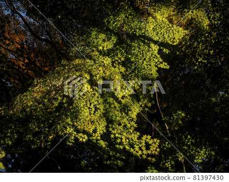 [Kyoto] Maples at Imakumano Kannonji Temple 81397430