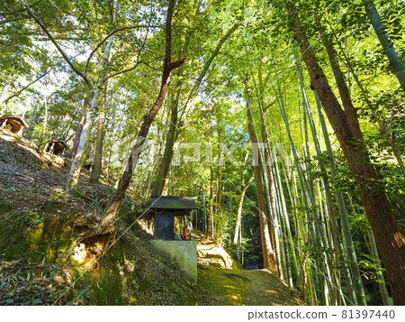 [Kyoto] Bamboo forest at Imakumano Kannonji Temple 81397440