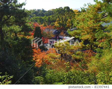 [Kyoto] Autumn leaves at Imakumano Kannonji Temple 81397441