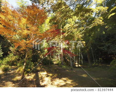 [Kyoto] Autumn leaves at Imakumano Kannonji Temple 81397444
