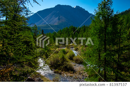 Mountain river flows through the forest in the Altai Republic. Mountain river flows through the forest in the Altai Republic. 81397537