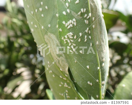 Tangerine whitefly on the leaves of mandarin Tangerine whitefly on the leaves of mandarin 81397591