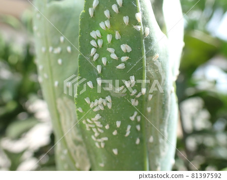 Tangerine whitefly on the leaves of mandarin Tangerine whitefly on the leaves of mandarin 81397592
