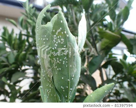Tangerine whitefly on the leaves of mandarin Tangerine whitefly on the leaves of mandarin 81397594