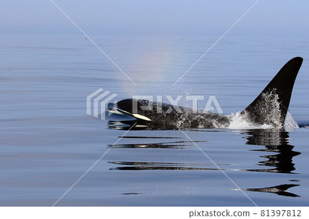 [Hokkaido] Wild orca migrating to the sea in Shiretoko (off the coast of Rausu, Hokkaido) 81397812
