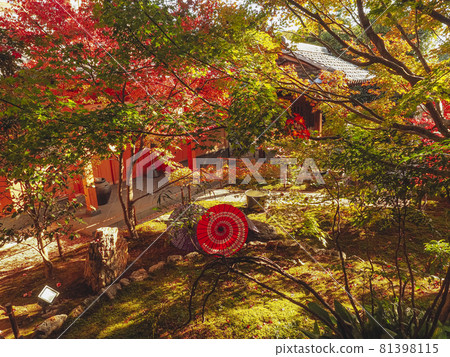 [Kyoto] Autumn leaves and Japanese umbrella at Shorinji Temple 81398115