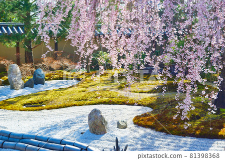 Weeping cherry blossoms at Kodaiji Temple in Kyoto 81398368