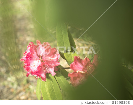 Red world of rhododendron [flowers / plants] 81398398