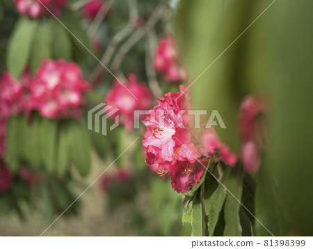 杜鵑的紅色世界【花/植物】 杜鵑的紅色世界【花/植物】 81398399