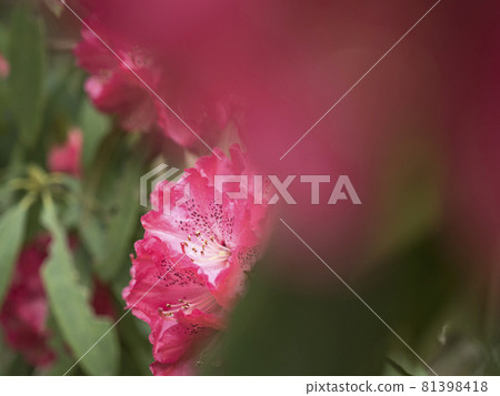 Red world of rhododendron [flowers / plants] 81398418