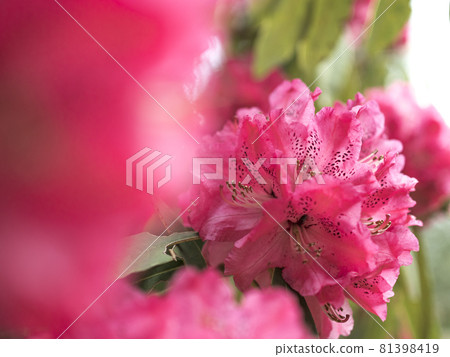 Red world of rhododendron [flowers / plants] 81398419