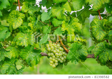 Grape fruit for white wine 81398582