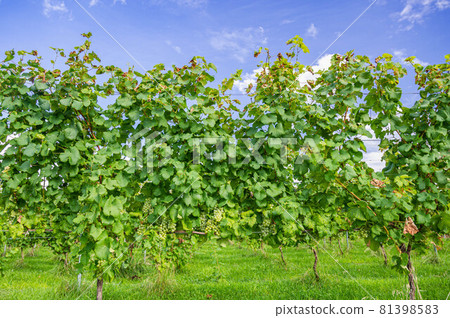 Vineyard for white wine 81398583