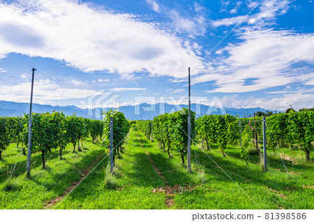 白葡萄酒的葡萄園 81398586