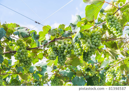 鹽尻葡萄園尼亞加拉 81398587