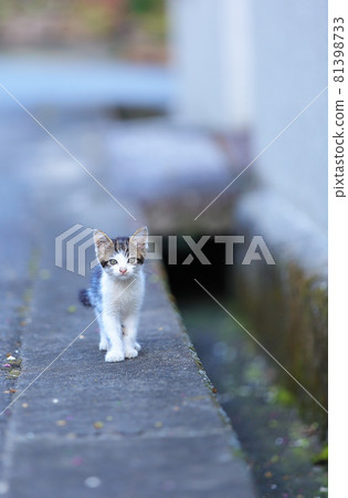 A kitten 81398733