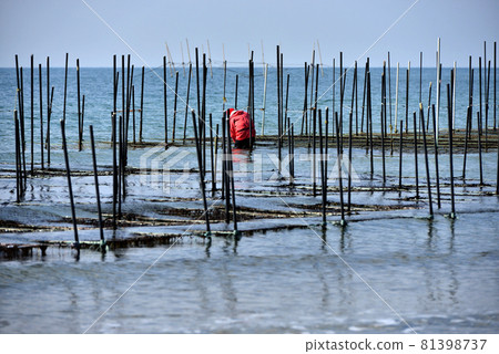 Aquaculture of laver Aquaculture of laver 81398737