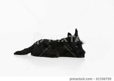 Side view of sweet black dog Scotch terrier isolated over white studio background. Concept of motion, action, active lifestyle, animal life, care, responsibility for pets 81398799