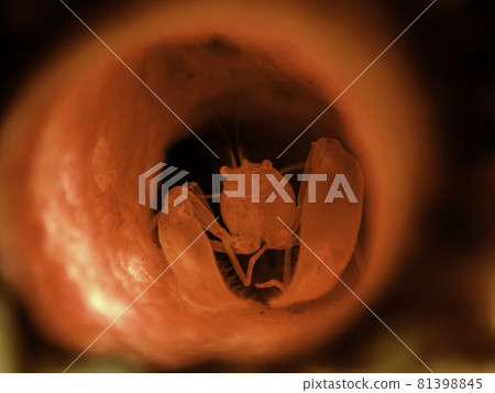 Zara Kaimen Clown fish Zara Kaimen Clown fish 81398845