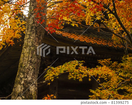 [Kyoto] Autumn leaves at Rengeji Temple 81399275