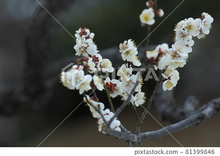 耐寒，綻放優雅 81399846