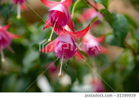 Fuchsia dance 81399939