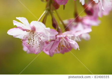 綻放明亮的粉紅色 81400335