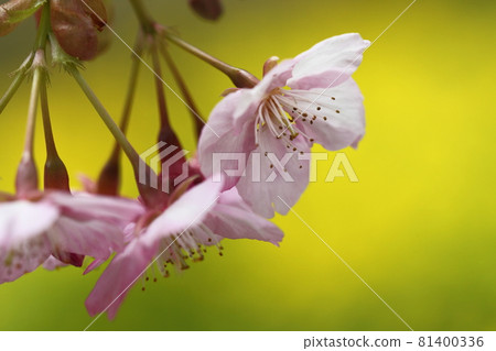 綻放明亮的粉紅色 81400336