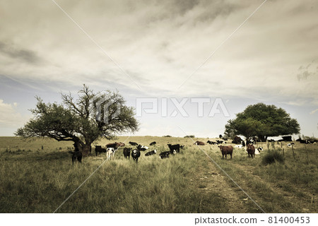Steers fed on pasture, La Pampa, Argentina Steers fed on pasture, La Pampa, Argentina 81400453