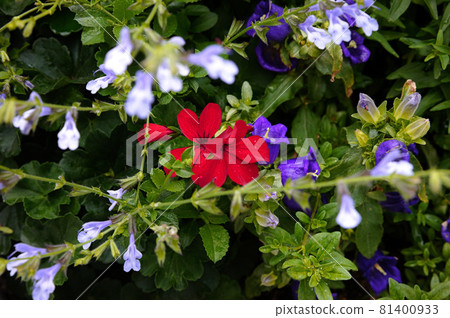 A red flower that blooms quietly - Stock Photo [81400933] - PIXTA