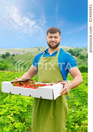 Bearded middle-aged man standing in a strawberry field with a box of fresh strawberries 81400941