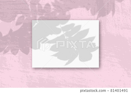 Natural light casts shadows from an exotic plant on A horizontal A4 sheet of white textured paper. Natural light casts shadows from an exotic plant on A horizontal A4 sheet of white textured paper. 81401491