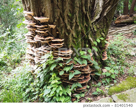 Mushrooms crowded with trees 81401540