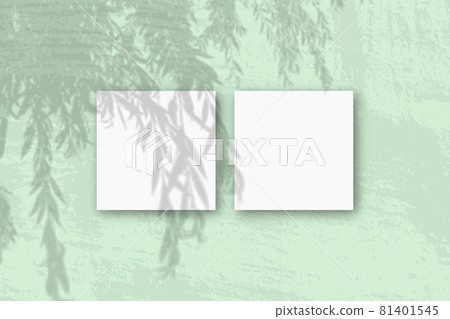 Natural light casts shadows from an willow branch on 2 square sheets of white textured paper 81401545